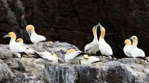Nine gannets on Bass Rock close up on a shelf.