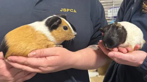 BBC A picture of two women holding guinea pigs in their hands. One guinea pig is ginger, white and black. The other is white and black.