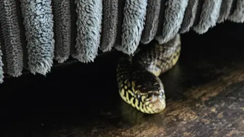 A Florida Kingsnake called Micky peeping out from under a grey fluffy couch. He has yellow and black dappled skin with deep black set eyes. His body is ever so slightly curved. 