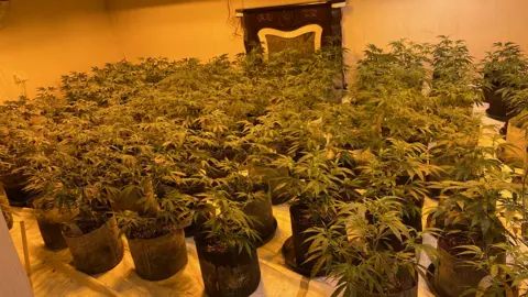 PSNI A large room with about 150 cannabis plants. They are placed in rows throughout the floor and the room is warmly lit.