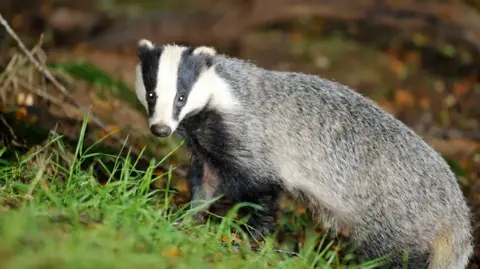 PA Media A badger looking directly at the camera in daylight, it has a small head with two black stripes and three white stripes. It is on woodland floor with grass in the foreground.