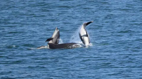 Fred Tiles Three dolphins jumping from the sea