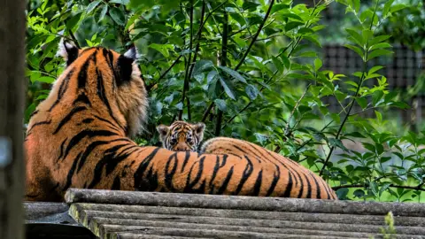 Howletts Wild Animal Park A tiger parent is lying on a wooden platform. A tiger cub is staring from behind the adult tiger. There are plants behind the pair.