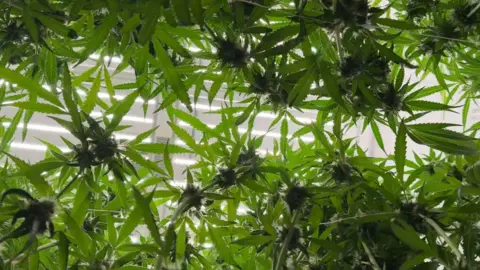 Cannabis plant photographed through the leaves