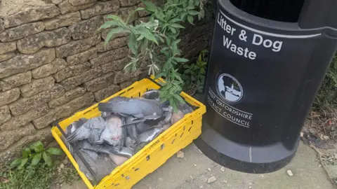 RSPCA A yellow crate full of deceased pigeons sits next to a black bin in front of a Cotswold stone wall.