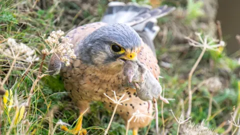 Martin Yelland A kestrel with a rodent in its beak, surrounded by grass and other foliage