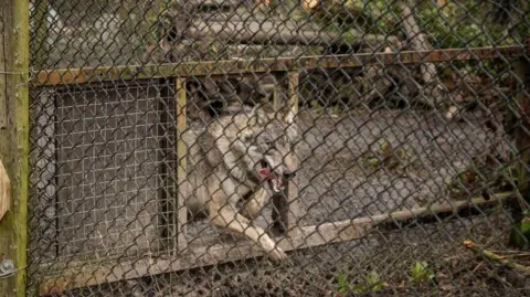 Getty Images A wolf runs behind a wire fence. 