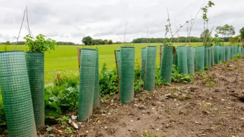 A row of new trees with green casing around them. In the background is a green field on a cloudy day.