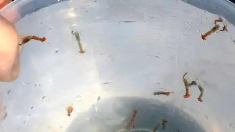 Baby lobsters