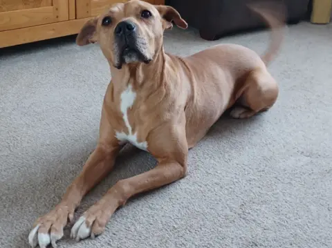 PDSA Shylah, mainly brown, but also white in colour, is on the carpet. A cupboard is behind her.