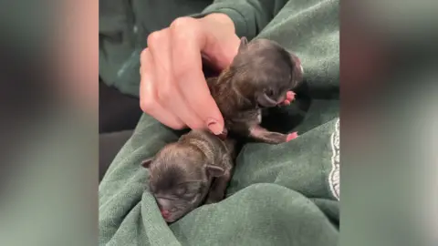 Oxfordshire Animal Sanctuary Two tiny puppies being held on a green jumper