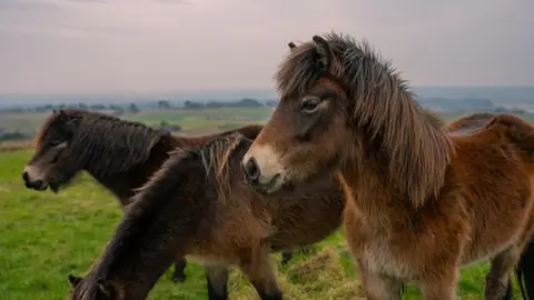 Three Exmoor ponies, with brown hair, gather on some moorland on an overcast day. Two look forward while one grazes on long grass. 