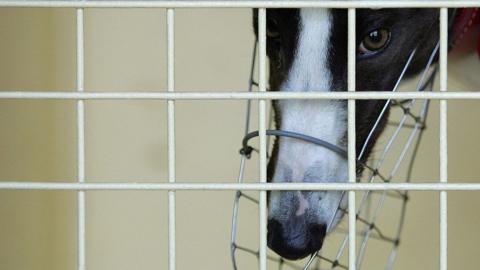 A muzzled greyhound in a cage