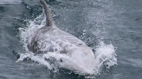The dolphin is light grey and has scars all over its skin. The dolphin is scooting across the sea's surface, spraying water as it goes.