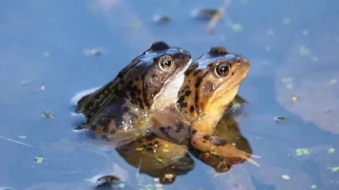 Elaine Williamson Two frogs in a pond.