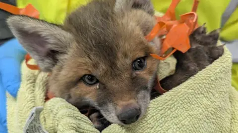 Oxfordshire Wildlife Rescue A cute fox cub with orange netting wrapped around its neck is being held in a light green towel.