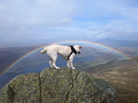 George Conneely A dog stands on top of a rock, with a rainbow in the background