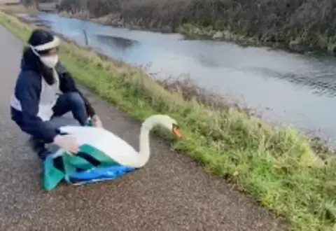 Secret World Wildlife Rescue A swan is set for release by the side of a canal