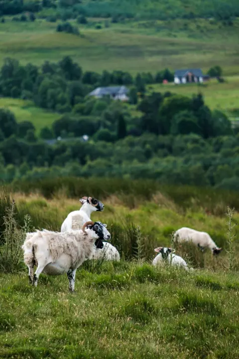 Graham Clark Sheep and rams on a grassy hill with trees and houses in the distance slightly out of focus