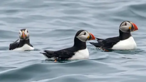 Romano da Costa Puffins on the sea