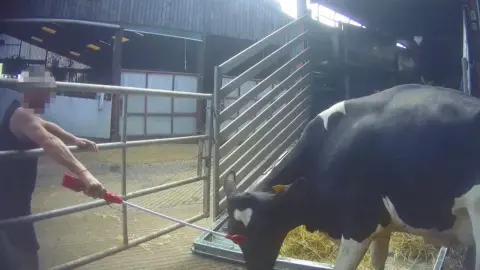 Animal Justice Project A man holding a cattle prod to the head of a cow which has its head bent down. 