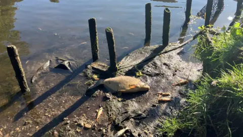 Owen Sennitt/BBC A large dead fish on the river bank, possibly a carp, surrounded by smaller fish. The grass of the riverbank is visible to the right.