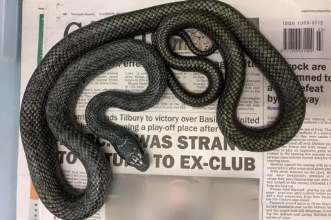 RSPCA Snake