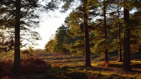 Gillian Thomas New Forest National Park