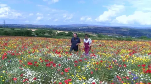 Alan Ellis' wild flower fields