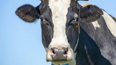 A cow looks into the camera, nearly filling the frame with its black head with a long white streak down the centre.