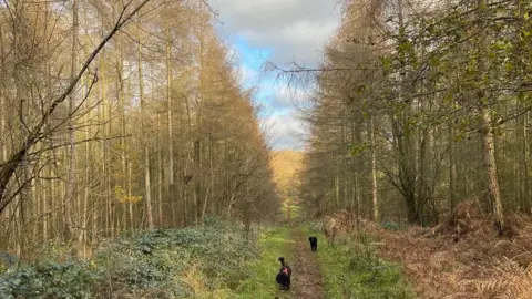 Steve Mogie Great Furzefield Wood