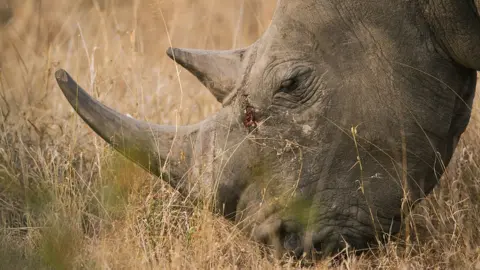 Getty Images Southern white rhino at Londolozi Reserve in South Africa