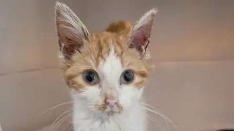 Bradford Cat Watch Rescue and Sanctuary A close up of an orange and white kitten