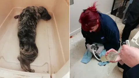 Weymouth Sealife Centre Rescue seal pup