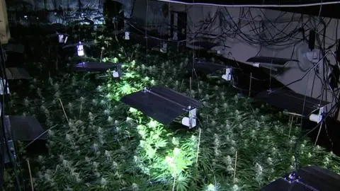 BBC Cannabis factory