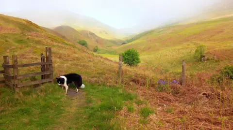 A border collie sniffs at the grass next to a gate in the hills above Dollar Glen in Clackmannanshire.