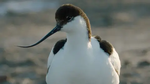 RSPB The image shows an avocet - a distinctively-patterned black and white wading bird with a long up-curved beak