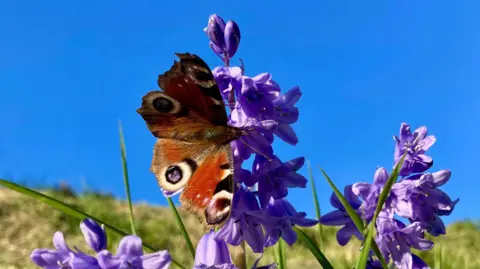 StirCrazy A red-orange butterfly with markings that look like blue eyes on both wings is perched with wings spread out on bluebells. A blue cloudless sky is in the background.