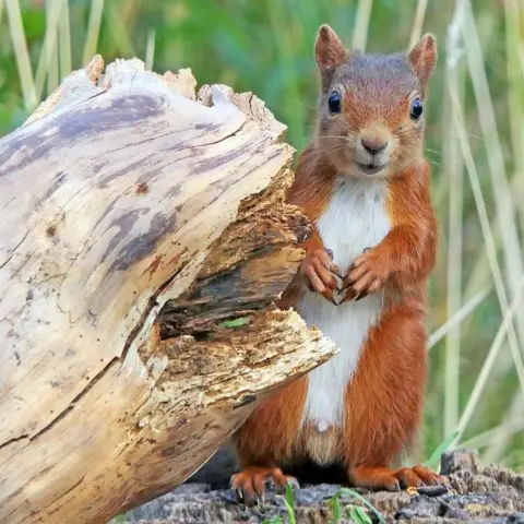 Eric Niven Squirrel