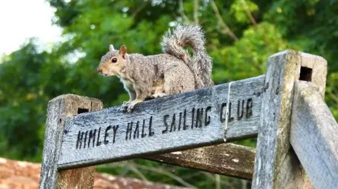 A grey squirrel perches on a wooden sign that says "Himley Hill Sailing Club".