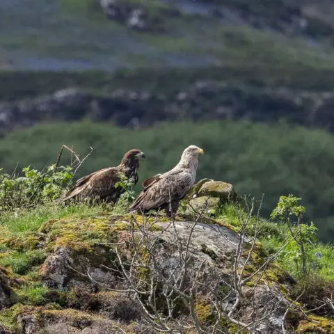 Martin Keivers An injured juvenile white-tailed eagle in a nest on the Isle of Mull, watched over by one of its parents 