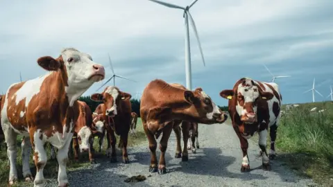 Getty Images Cows walking between wind turbines in Norway