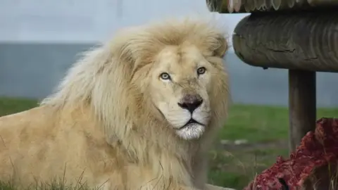 Phoebe Barker @wildd_photographyy Rolo the lion