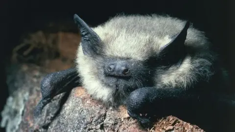 Getty Images Common pipistrelle bat (Getty Images)