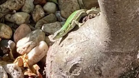 Els Fransen Ravon A small green lizard sits on the gnarled trunk of an ornamental olive tree with a backdrop of pebbles.
