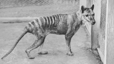Getty Images A black and white photo of a thylacine in captivity