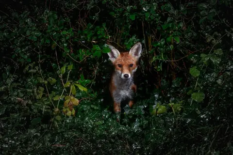 Ola Maddams Urban fox