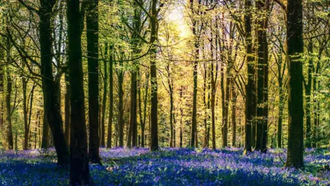 Getty Images Trees in spring with bluebells carpeting the forest floor