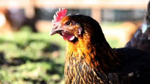 A hen in a field