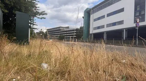 Long grass beside the ring road